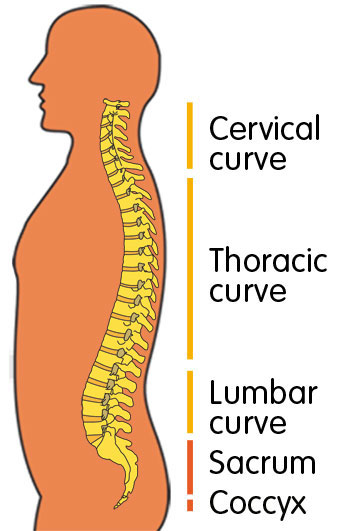 Spine Man